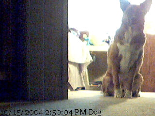 dogcam