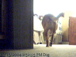 dogcam3