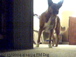 dogcam4